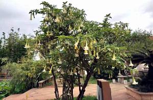 KUNMING - Parc Daguan - 75
